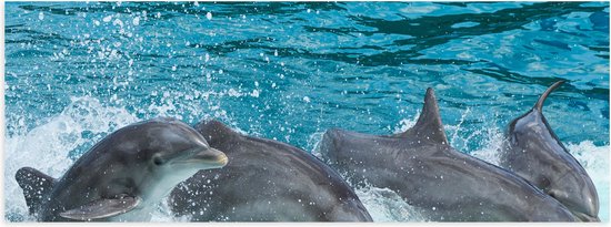 WallClassics - Poster Glanzend – Dolfijnen zwemmend in het Water - Tuimelaar - 60x20 cm Foto op Posterpapier met Glanzende Afwerking