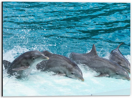 WallClassics - Dibond - Dolfijnen zwemmend in het Water - Tuimelaar - 40x30 cm Foto op Aluminium (Wanddecoratie van metaal)