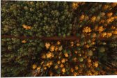 WallClassics - Dibond - Bovenaanzicht van Bos met Groene en Oranje Bomen - 90x60 cm Foto op Aluminium (Wanddecoratie van metaal)