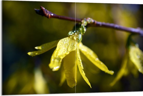 Acrylglas - Gele Bloem met Waterdruppels - 120x80 cm Foto op Acrylglas (Met Ophangsysteem)