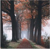 Poster Glanzend – Bomen met Herfstbladeren - 80x80 cm Foto op Posterpapier met Glanzende Afwerking