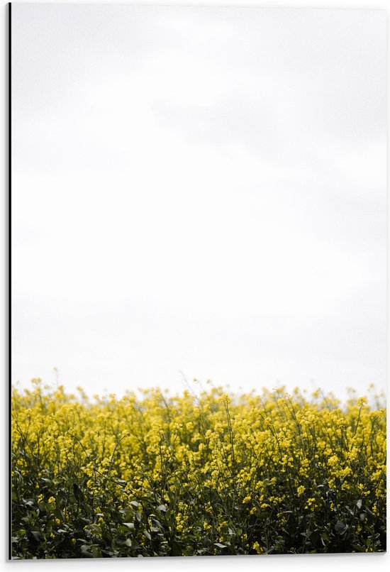 Dibond - Gele Bloementjes - 40x60 cm Foto op Aluminium (Wanddecoratie van metaal)
