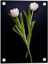 WallClassics - Poster de Jardin - Duo de Fleurs de Roses Roses - 30x40 cm Photo sur Poster de Jardin (décoration murale pour l'extérieur et l'intérieur)