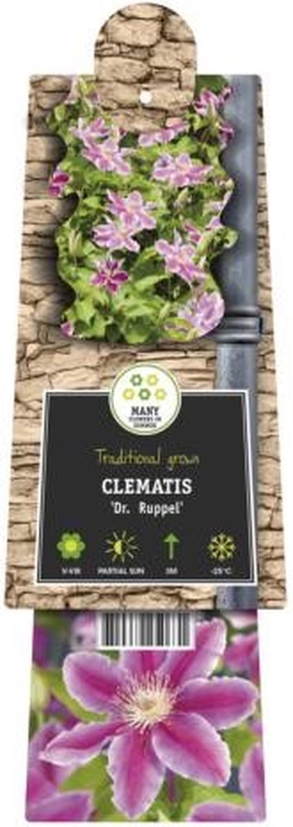 KLIMPLANT CLEMATIS DR. RUPPEL - ROZE BOSRANK 120CM