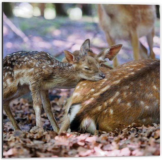 WallClassics - Dibond - Hertenjong bij Moeder in Herfst Bos - 50x50 cm Foto op Aluminium (Wanddecoratie van metaal)