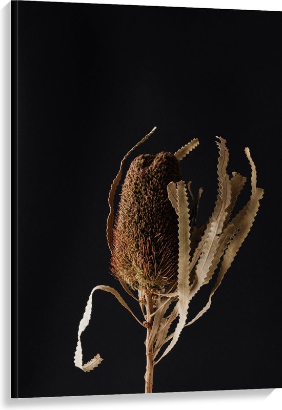 Canvas - Banksia Menziesii Plant tegen Zwarte Achtergrond - 80x120 cm Foto op Canvas Schilderij (Wanddecoratie op Canvas)