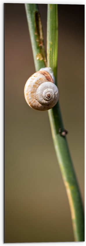 WallClassics - Dibond - Bruin Slakje op Smalle Groene Tak - 30x90 cm Foto op Aluminium (Wanddecoratie van metaal)