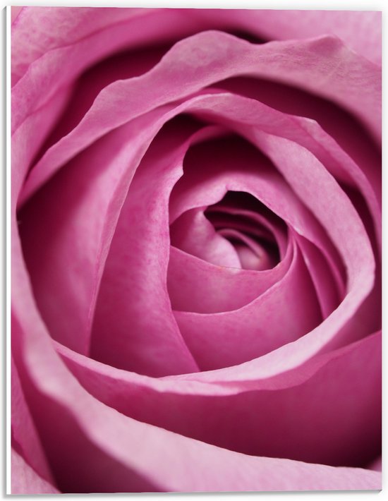 PVC Schuimplaat - Close-up van Perfecte Roze Roos - 30x40 cm Foto op PVC Schuimplaat (Met Ophangsysteem)