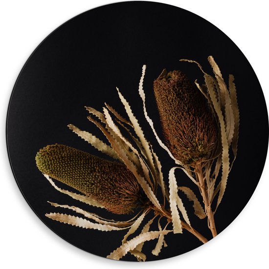 Dibond Muurcirkel - Duo van Banksia Menziesii Planten in Witte Vaas - 50x50 cm Foto op Aluminium Muurcirkel (met ophangsysteem)