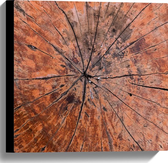 Canvas - Close-up van Textuur in Doorgesneden Boomstam - 40x40 cm Foto op Canvas Schilderij (Wanddecoratie op Canvas)