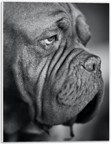 WallClassics - PVC Schuimplaat - Kwijlende Hond (Zwart- wit) - 30x40 cm Foto op PVC Schuimplaat (Met Ophangsysteem)