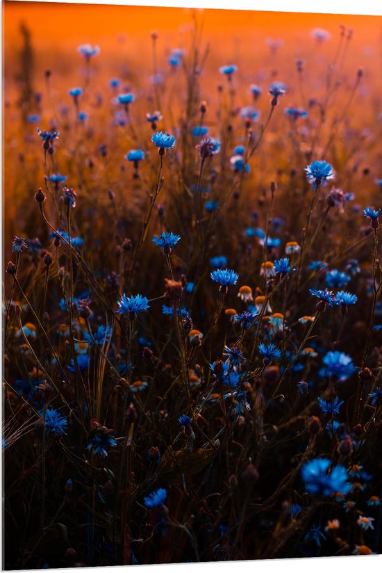 Acrylglas - Blauw Bloemenveld onder Oranje Kleurige Lucht - 80x120 cm Foto op Acrylglas (Wanddecoratie op Acrylaat)