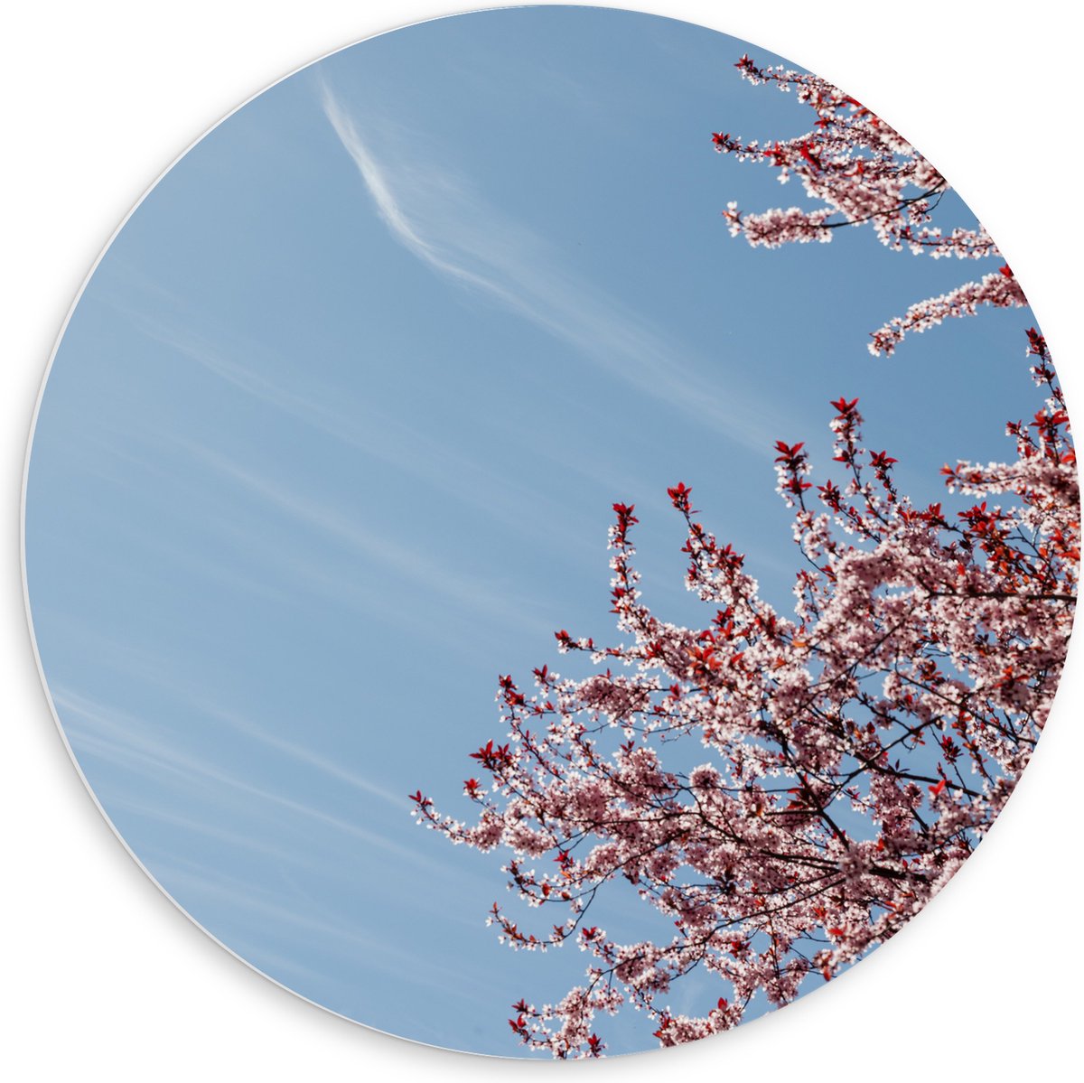 PVC Schuimplaat Muurcirkel - Bloesemboom onder Blauwe Lucht met Lichte Sluierbewolking - 60x60 cm Foto op Muurcirkel (met ophangsysteem)