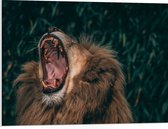 WallClassics - Panneau en mousse PVC - Lion berbère - 80x60 cm Photo sur panneau en mousse PVC