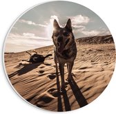 WallClassics - Cercle mural en panneau de mousse PVC - Bouvier australien - Photo 20 x 20 cm sur cercle mural (avec système de suspension)