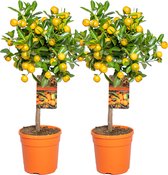 2X Citrus mitis 'Calamondin'- Mandarijnboom - Fruitboom - Bladhoudend - ⌀19 cm - 55-65 cm