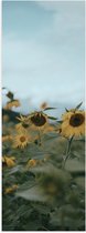WallClassics - Affiche brillante – Tournesols jaunes dans le champ – Photo 30 x 90 cm sur papier poster brillant