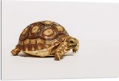 WallClassics - Dibond - Kleine Bruine Schildpad - 105x70 cm Foto op Aluminium (Met Ophangsysteem)