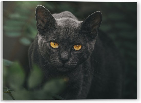 WallClassics - Acrylglas - Burmese Kat - 40x30 cm Foto op Acrylglas (Wanddecoratie op Acrylaat)