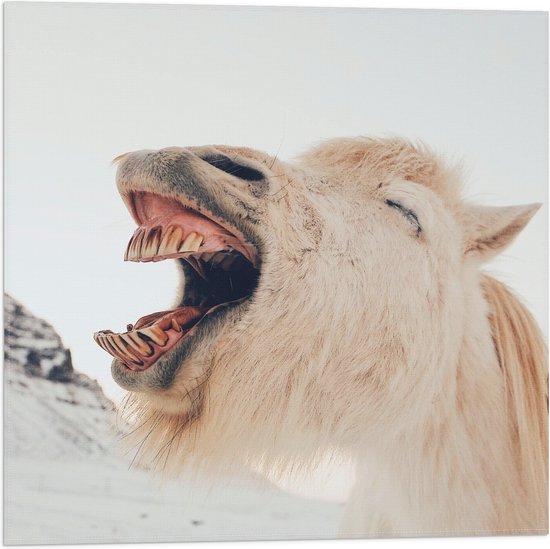 WallClassics - Drapeau - Islandais Bâillant - 50x50 cm Photo sur Drapeau Polyester