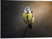 WallClassics - Dibond - Pimpelmeesje - 80x60 cm Foto op Aluminium (Wanddecoratie van metaal)