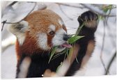 WallClassics - Tuinposter – Kleine Panda Etend aan Blaadje - 150x100 cm Foto op Tuinposter  (wanddecoratie voor buiten en binnen)