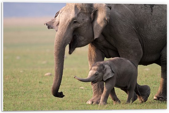 PVC Schuimplaat- Blije Olifanten Moeder met Jong in Grasveld - 60x40 cm Foto op PVC Schuimplaat
