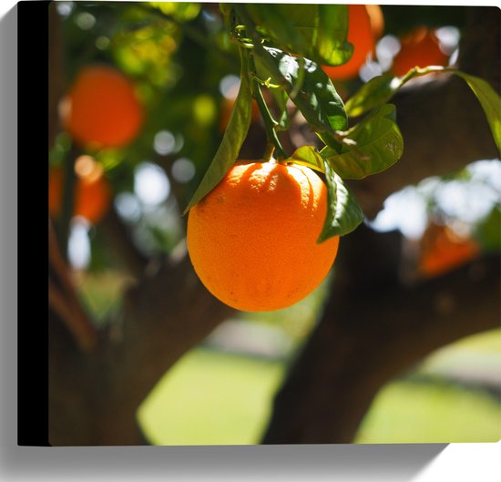 WallClassics - Toile - Oranges sur l'arbre - 30x30 cm Photo sur toile (Décoration murale sur toile)