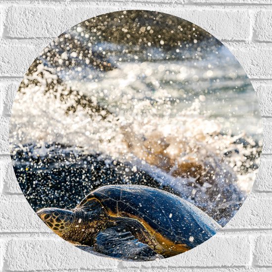 WallClassics - Muursticker Cirkel - Grote Schildpad in spetterend Zeewater - 50x50 cm Foto op Muursticker