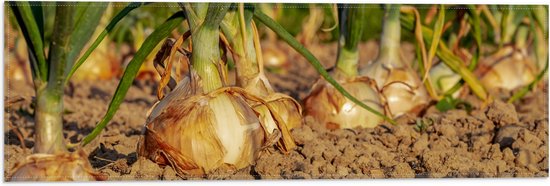 WallClassics - Drapeau - Oignons en Terre - 60x20 cm Photo sur Drapeau Polyester