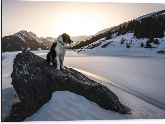 WallClassics - Dibond - Hond op een Rots in de Sneeuw tussen de Bergen - 80x60 cm Foto op Aluminium (Wanddecoratie van metaal)