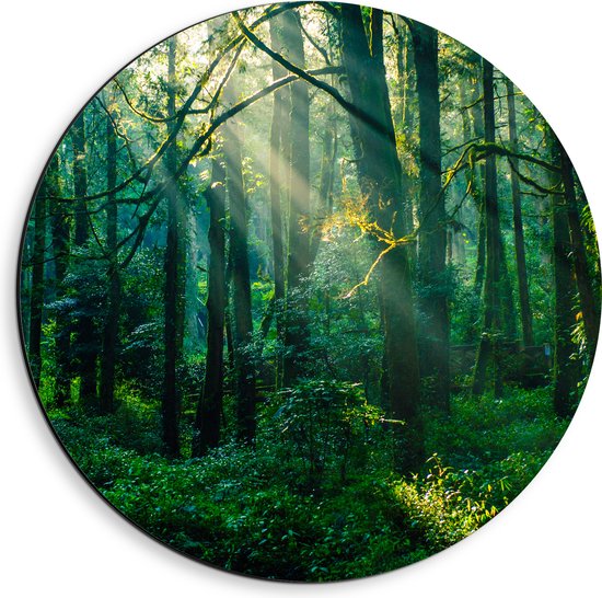 Dibond Muurcirkel - Stralen van de Zon door Bomen in Groenkleurig Bos - 40x40 cm Foto op Aluminium Muurcirkel (met ophangsysteem)