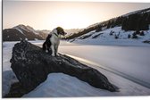 WallClassics - Dibond - Hond op een Rots in de Sneeuw tussen de Bergen - 75x50 cm Foto op Aluminium (Wanddecoratie van metaal)