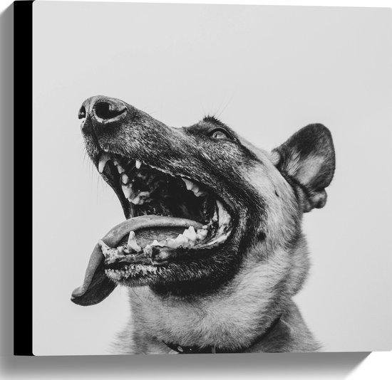 WallClassics - Canvas - Hond met uitstekende Tong - Herdershond - 40x40 cm Foto op Canvas Schilderij (Wanddecoratie op Canvas)