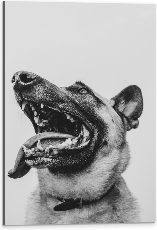 WallClassics - Dibond - Hond met uitstekende Tong - Herdershond - 40x60 cm Foto op Aluminium (Met Ophangsysteem)