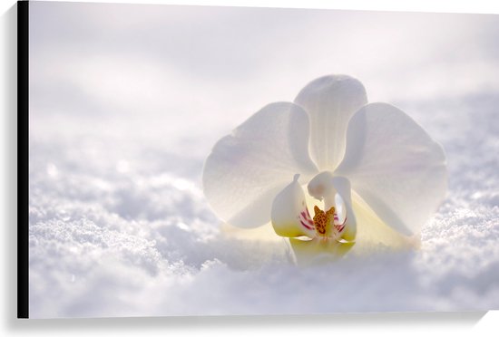 WallClassics - Canvas - Witte Orchidee in de Witte Sneeuw - 90x60 cm Foto op Canvas Schilderij (Wanddecoratie op Canvas)