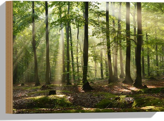 Hout - Lichtstralen van Zon door Groene Bomen - 40x30 cm - 9 mm dik - Foto op Hout (Met Ophangsysteem)