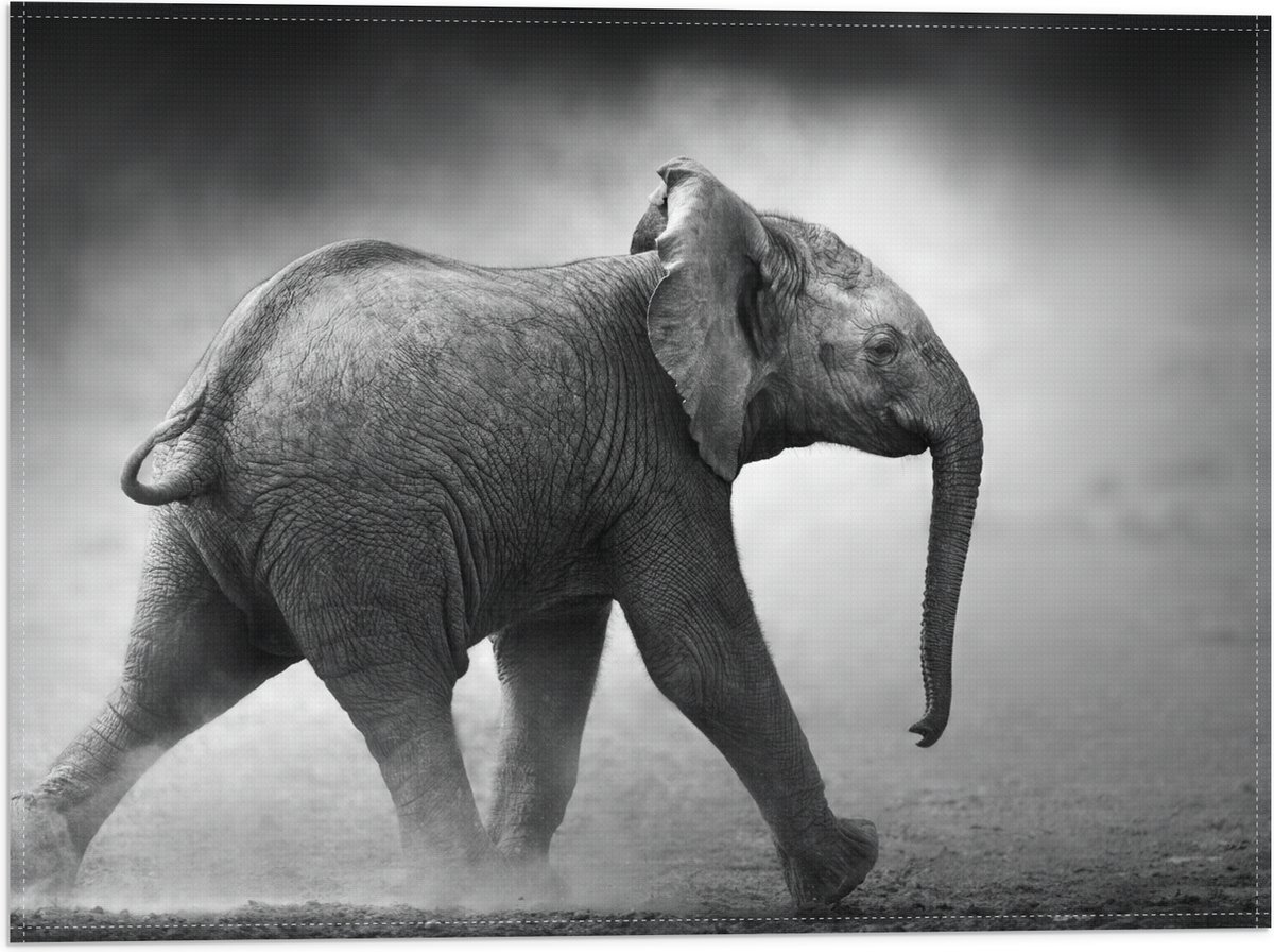 Vlag - Zijaanzicht van Lopende Baby Olifant in het Zwart-wit - 40x30 cm Foto op Polyester Vlag