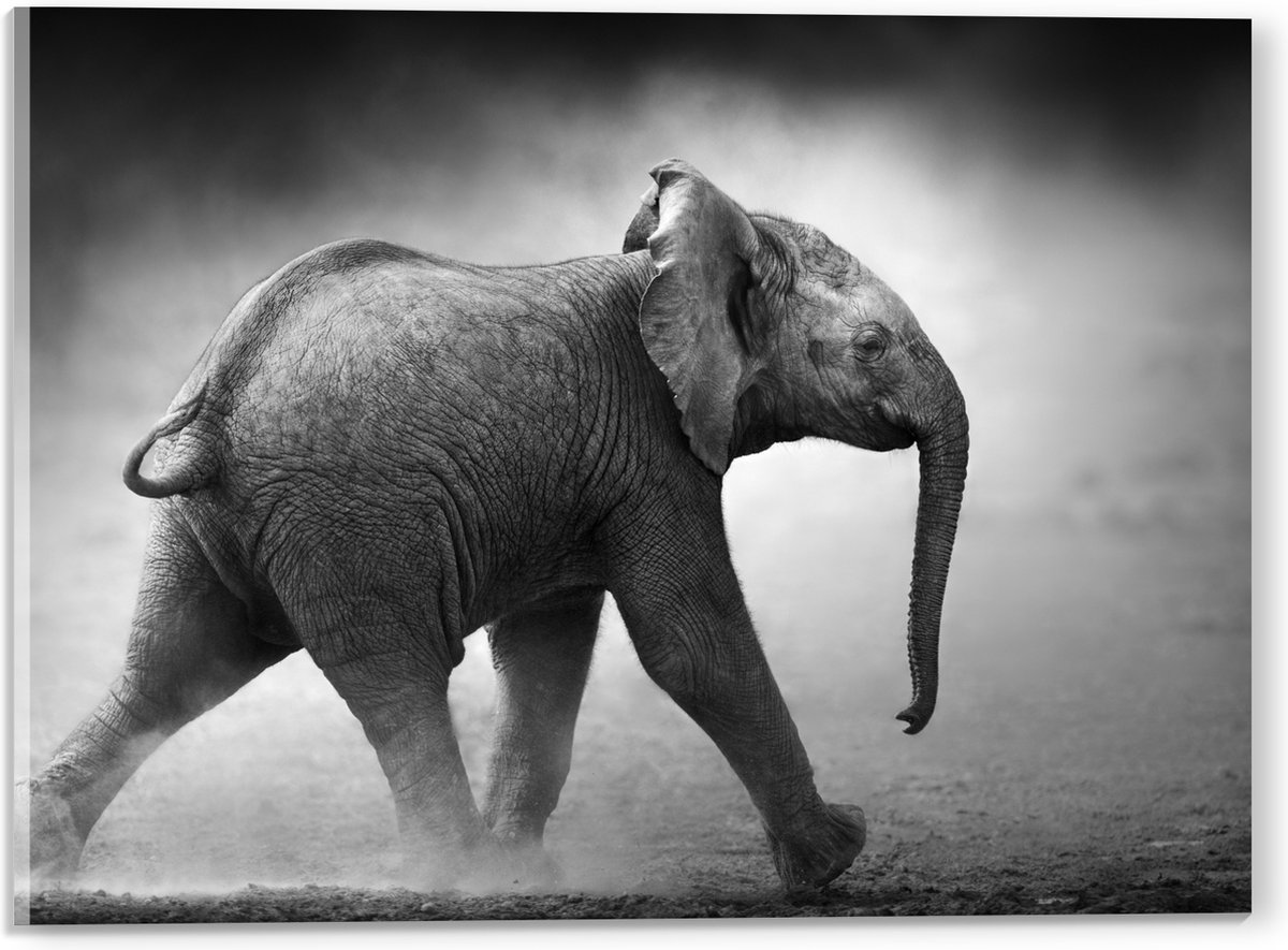 Acrylglas - Zijaanzicht van Lopende Baby Olifant in het Zwart-wit - 40x30 cm Foto op Acrylglas (Wanddecoratie op Acrylaat)