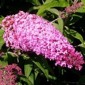 Garden Select - Arbres à Lilas d'été Rouges 3 Pièces - Vivaces - Pot Plantes - Hauteur ↕ 25-35cm - Rustique