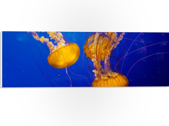 PVC Schuimplaat- Oranje Kwallen in Oceaan - 60x20 cm Foto op PVC Schuimplaat