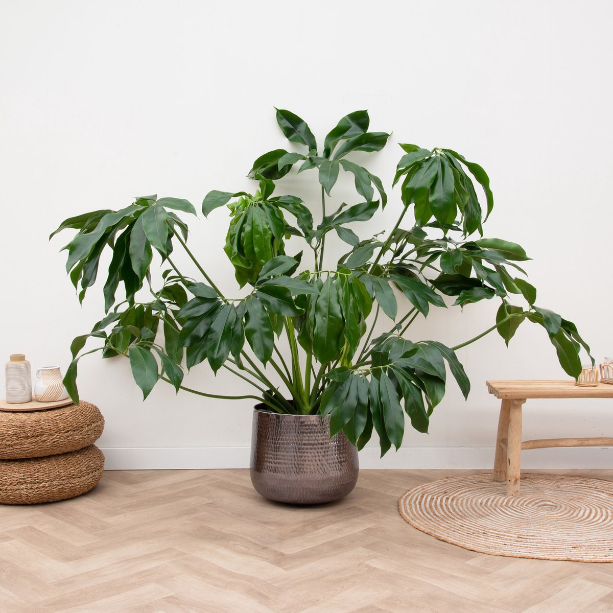Philodendron Green Wonder - 150cm