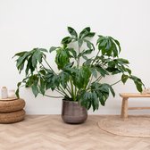 Philodendron Green Wonder - 120cm