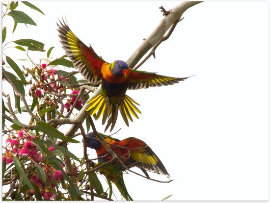 Poster Glanzend – Tropische Vogels op Roze Bloementak - 40x30 cm Foto op Posterpapier met Glanzende Afwerking