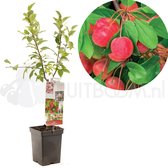 Rode sierappel - appelboom - Malus Red Sentinel - patio - ca. 90 cm hoog - potmaat Ø18cm