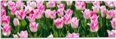 Tuinposter – Roze Bloemen in Bloemenveld - 60x20 cm Foto op Tuinposter (wanddecoratie voor buiten en binnen)