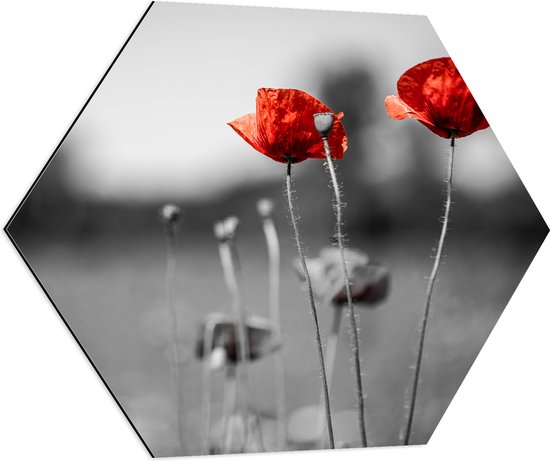 Dibond Hexagon - Rode Bloemen op Zwart-witte Achtergrond - 70x60.9 cm Foto op Hexagon (Met Ophangsysteem)