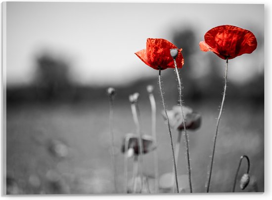 Acrylglas - Rode Bloemen op Zwart-witte Achtergrond - 40x30 cm Foto op Acrylglas (Met Ophangsysteem)