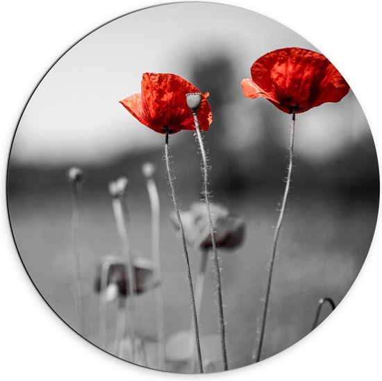 Dibond Muurcirkel - Rode Bloemen op Zwart-witte Achtergrond - 70x70 cm Foto op Aluminium Muurcirkel (met ophangsysteem)