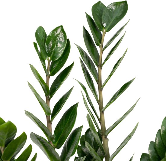 Zamioculcas Zamiifolia - Emerald palm - Ø14cm - ↕50cm main image 0